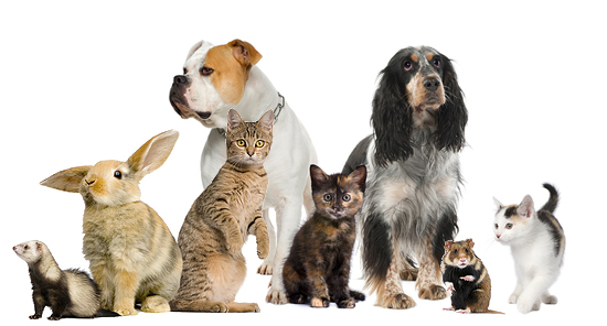 Dogs, Cats, Rabbits or Rats – which category do your clients fall into?